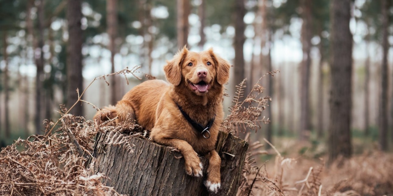 rural dog