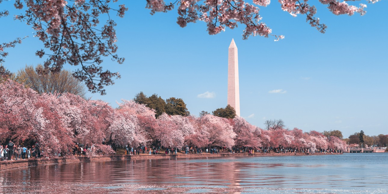 View of Washington Monument during Cherry Blossoms Bloom