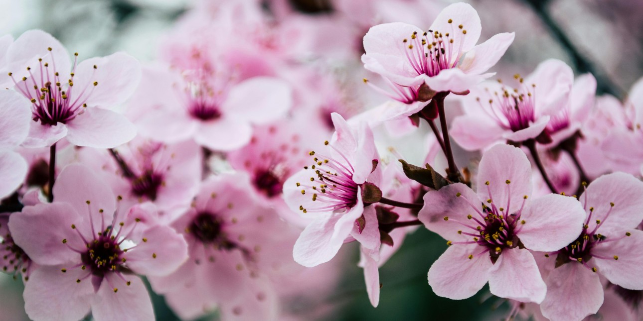 Cherry blossoms in bloom