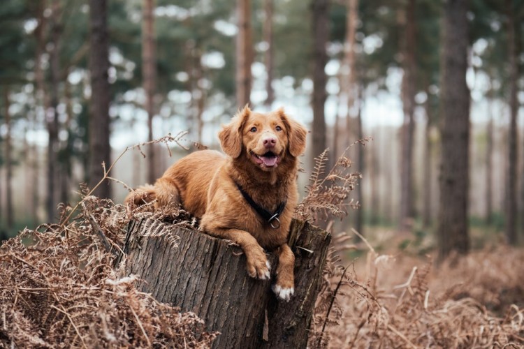 rural dog