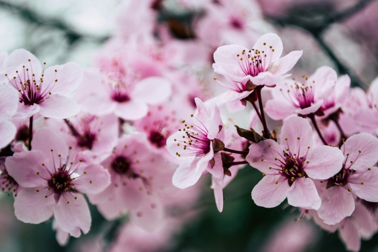 Cherry blossoms in bloom